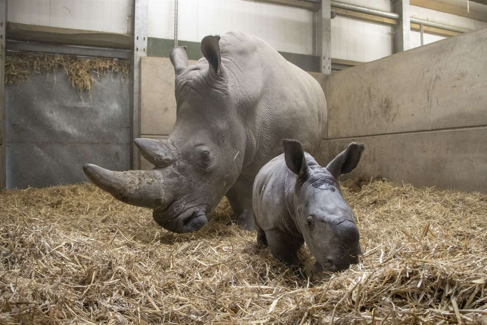 The calf was born to mother Bayami – a television star (Knowsley Safari/PA)