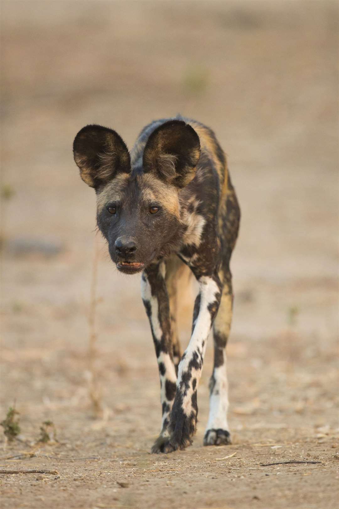 The painted wolf, or wild dog, in Mana Pools. Picture: PA Photo/iStock