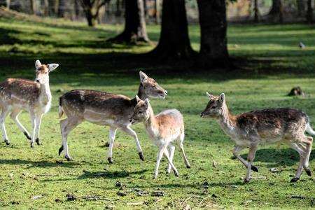 Deer at Dean Castle. Picture: East Ayrshire Leisure
