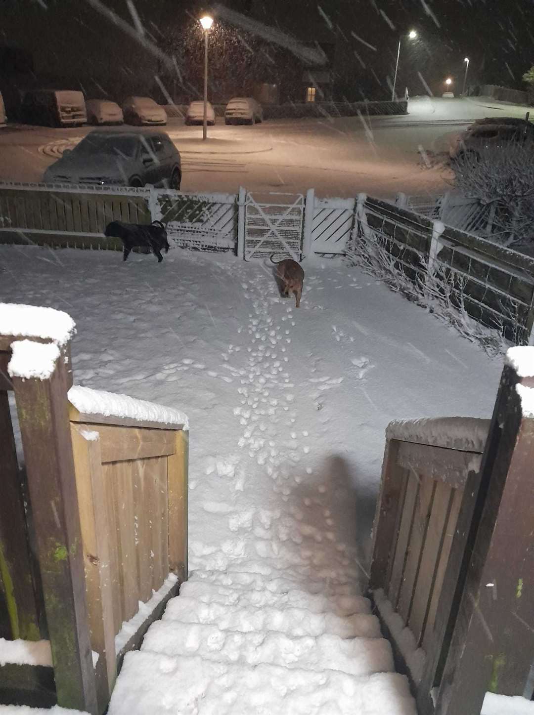 Hannah Bissett's dogs enjoying the snow