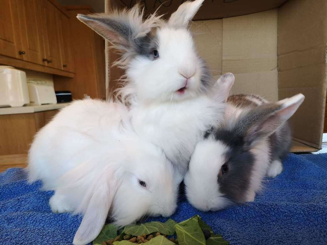 Sue Howie sent in a picture of her foster bunnies, Islay, Rona and Iona.