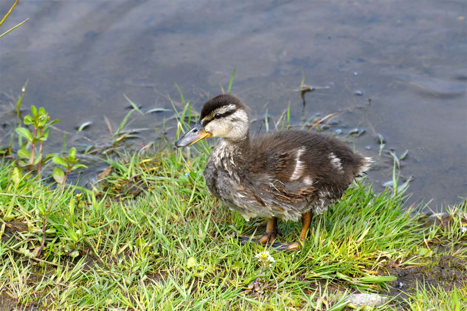 Nature Restoration Fund Eco Initiative at Culloden Park: One of the ducklings on the pond. Picture: James Mackenzie.