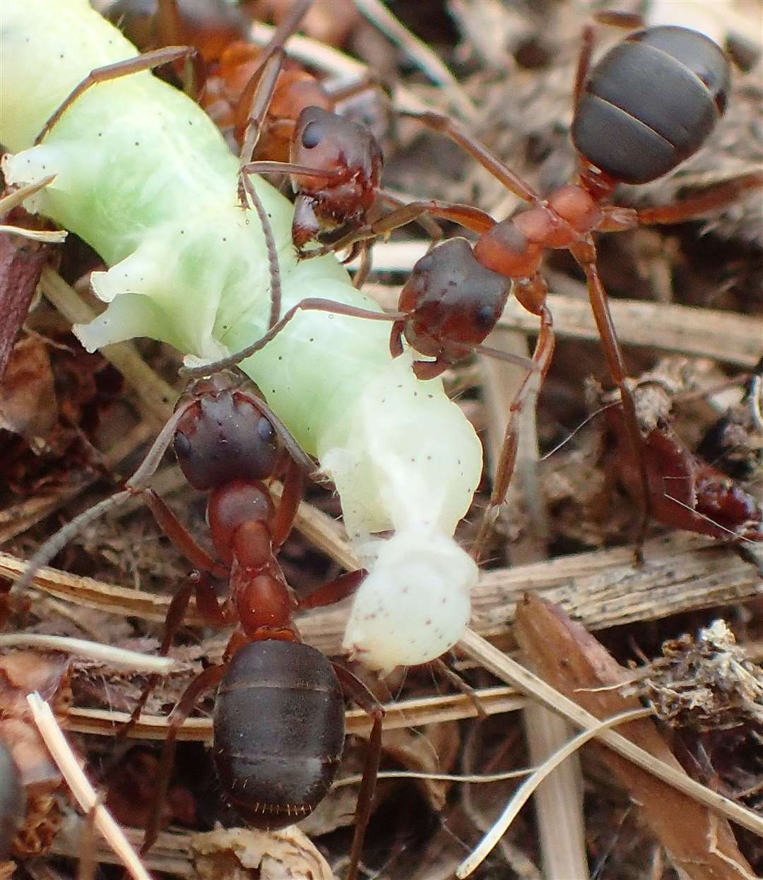 A narrow-headed ant (Formica exsecta), tending birch aphids (John Walters/Buglife/PA)