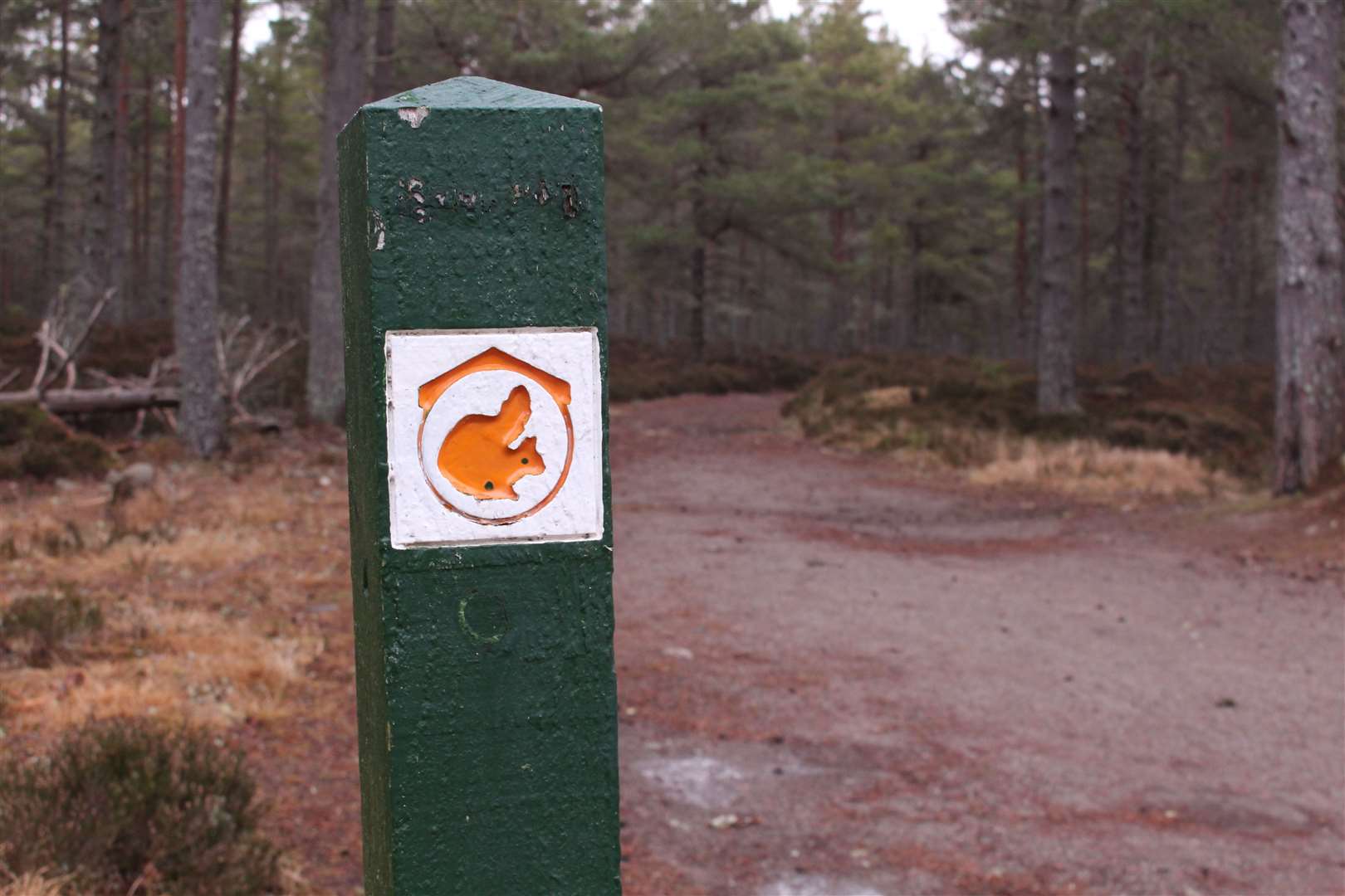 One of the Red Squirrel Trail markers.