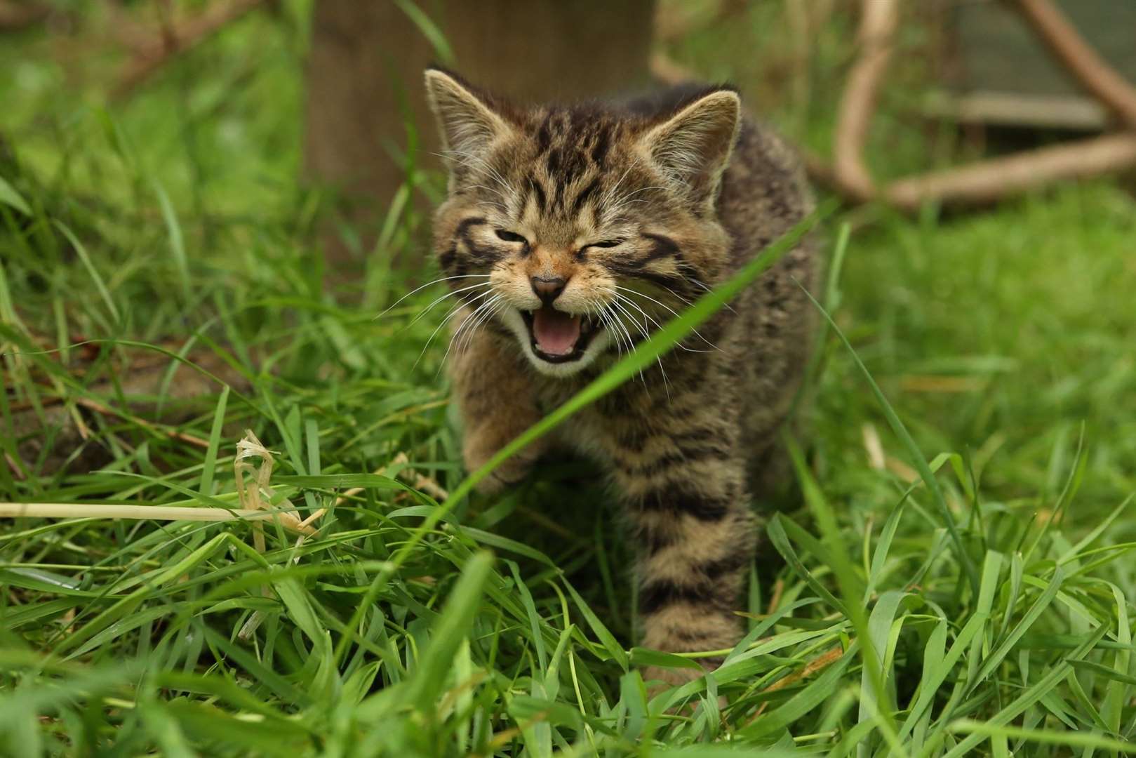 One of the wildcat kittens born at the Aigas Field Centre in Beauly.