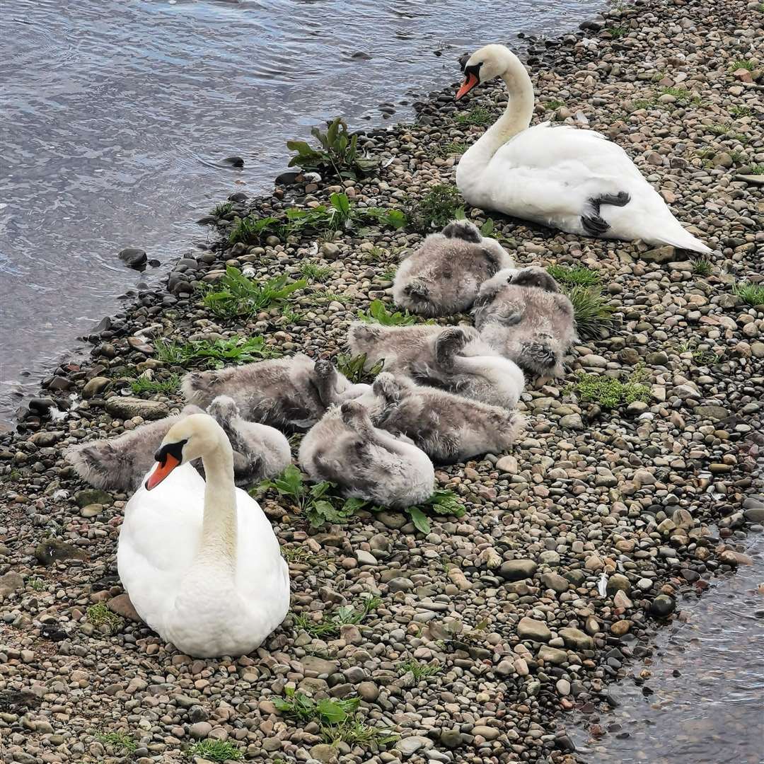 Swans with cygnets on the River Nairn. Picture: Moira MacKintosh