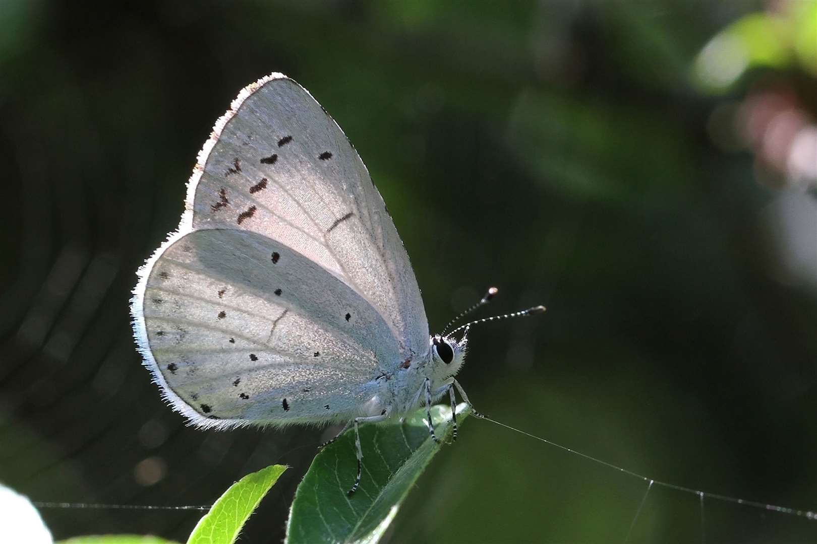 Holly blue butterfly. Picture: Margaret Holland/PA