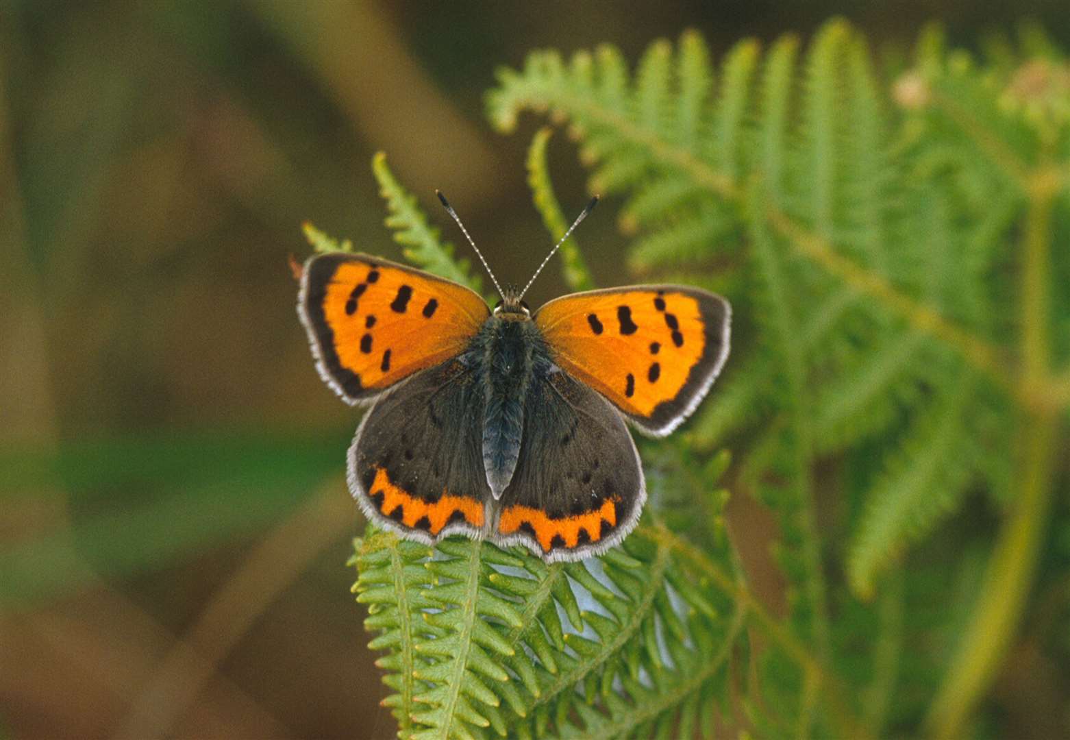 Small copper butterfly. Picture: Keith Warmington/PA