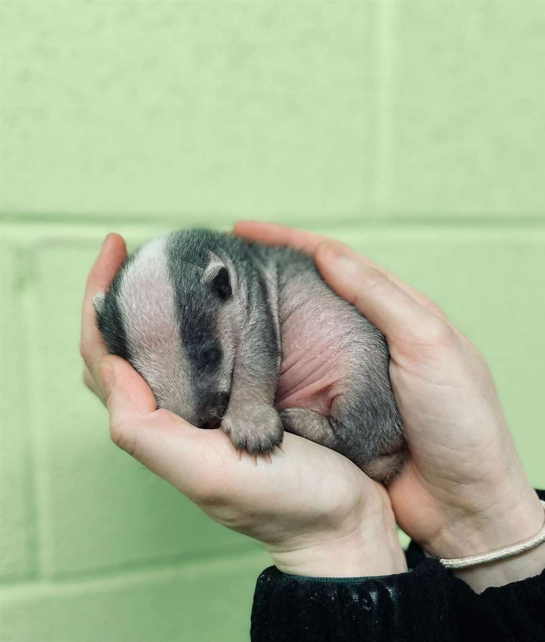 The two-week-old cub was discovered in woodland near Inverness. Picture: Scottish SPCA.