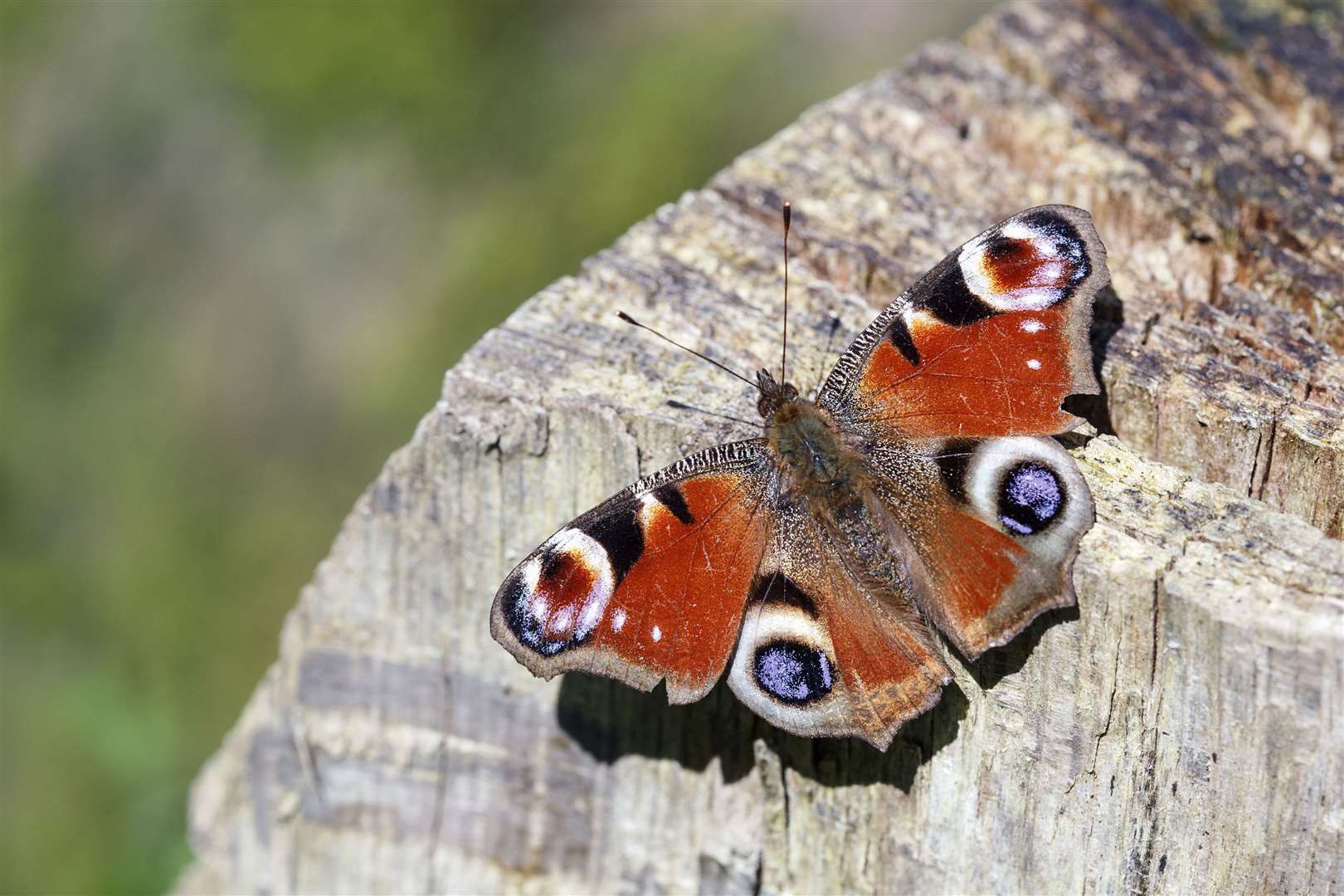 Peacock butterflies are often found in cool outdoor structures such as sheds. Picture: iStock/PA