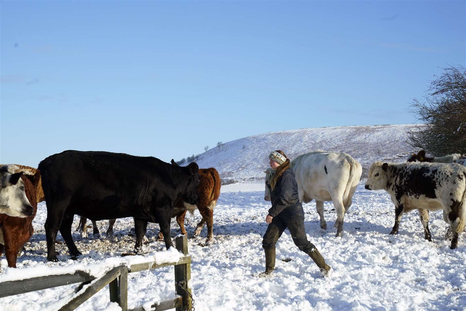 A farmer with her cattle in the snow in the North York Moors National Park (Danny Lawson/PA)