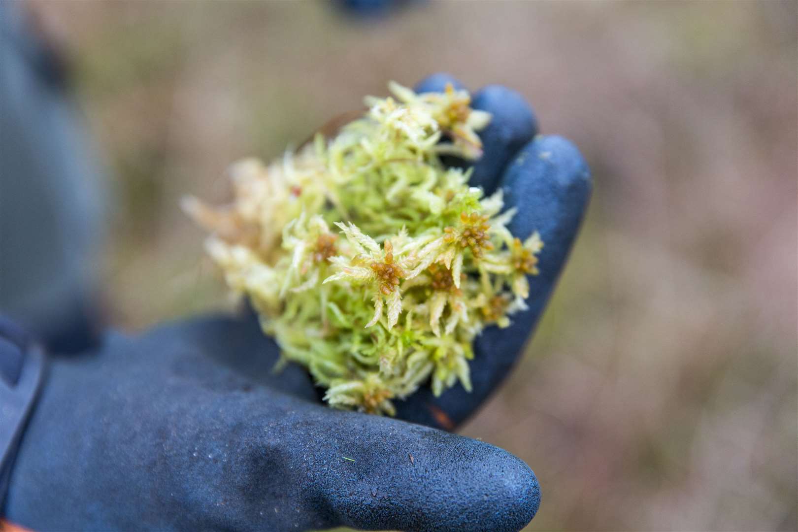 Sphagnum moss plugs before being planted as part of moorland restoration work (Annapurna Mellor/National Trust/PA)