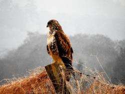 A buzzard taken at Cabrich junction by 12-year-old Dylan MacDonald of Raigmore, Inverness.