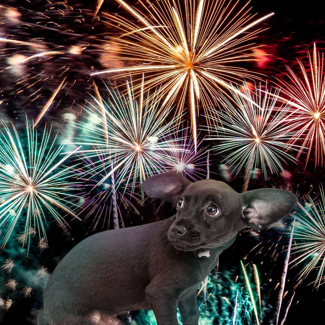 There are things you can do to lessen the impact of fireworks on pets.