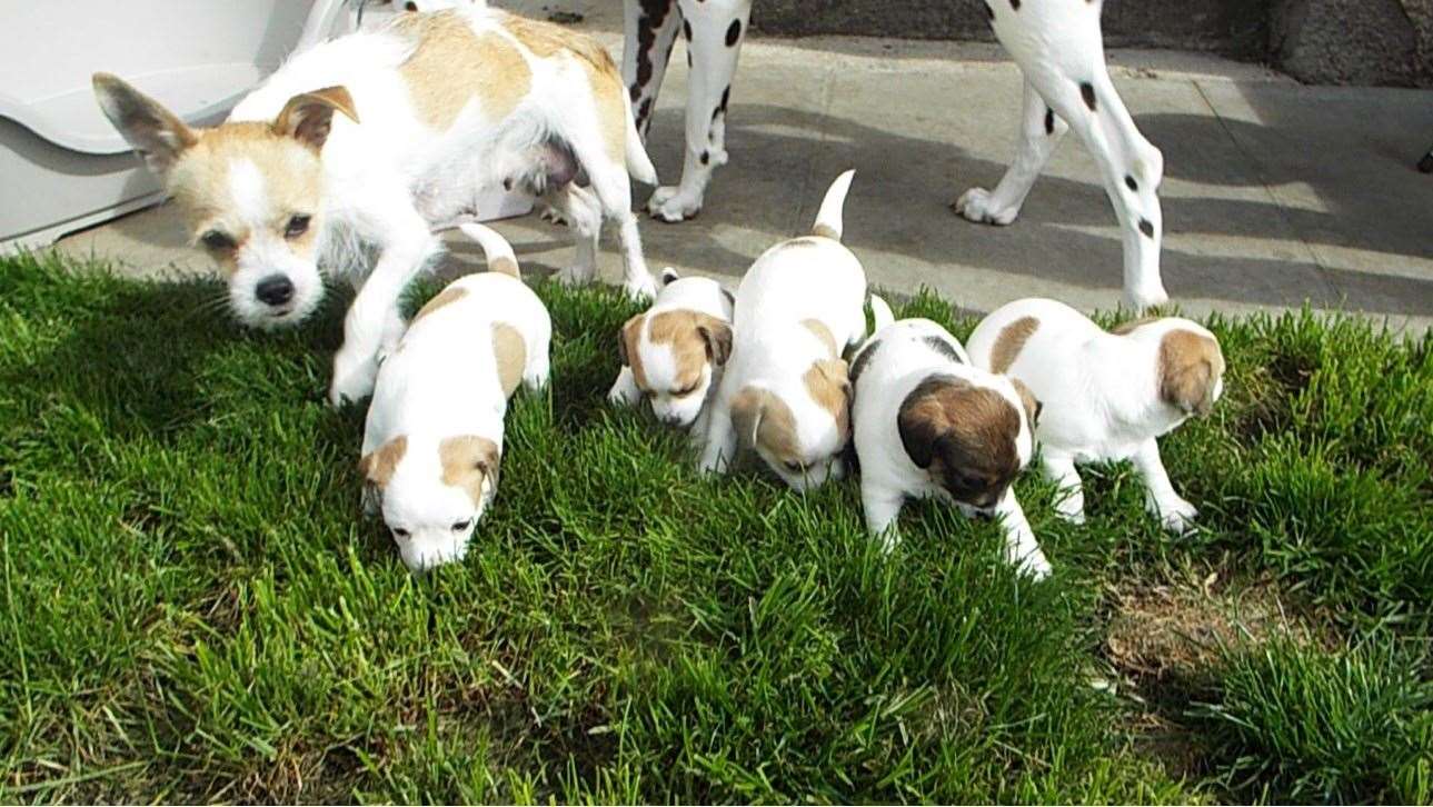 Mum Mushu and her five pups, on their first day outside. Owner Roddy MacKenzie.