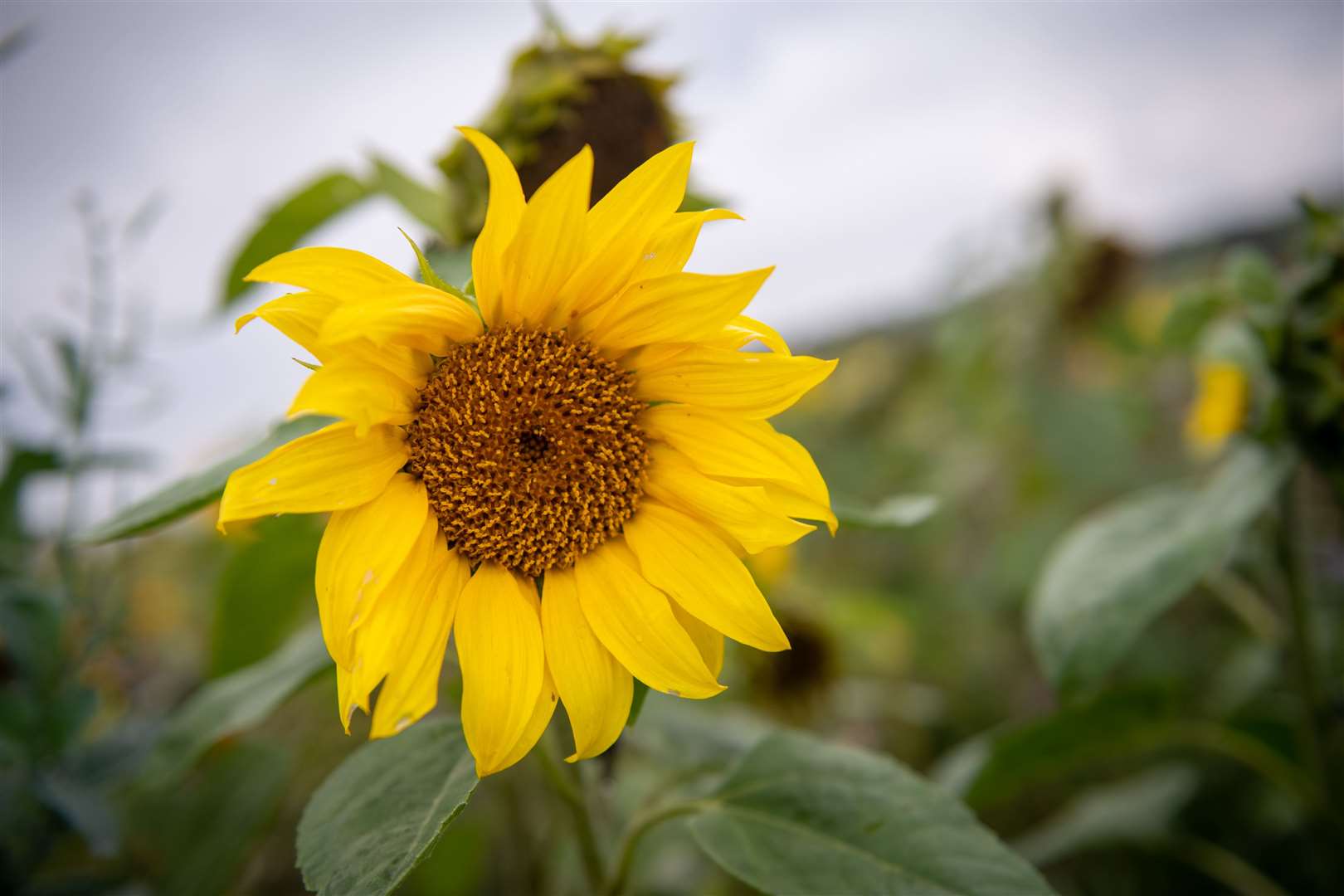 One of the sunflowers. Picture: Callum Mackay