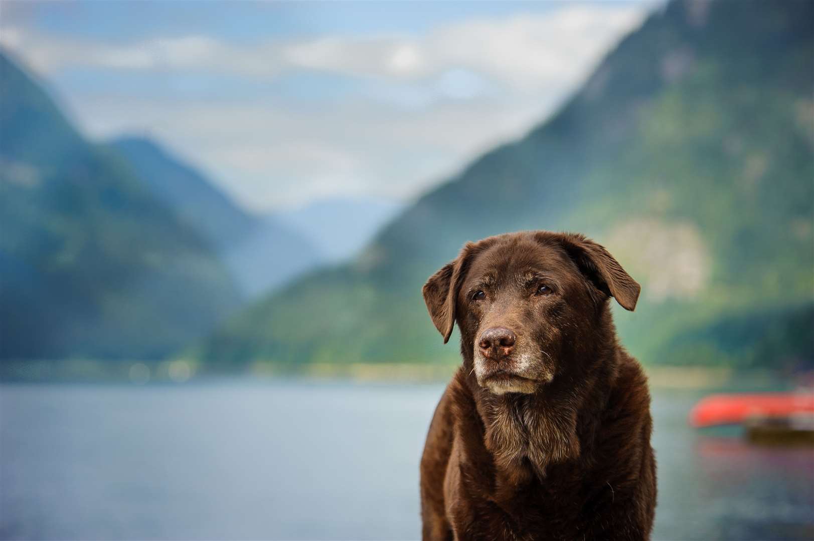 Senior Chocolate Labrador Retriever dog