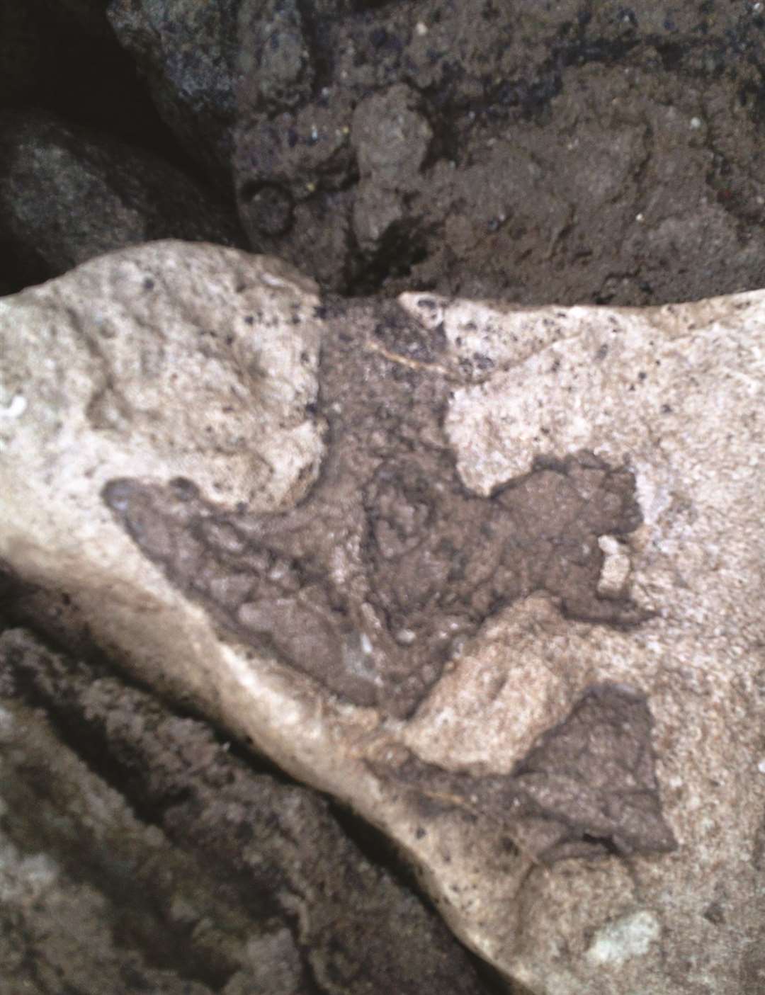 A tridactyl dinosaur footprint now on display at Folkestone Museum (University of Portsmouth/PA)