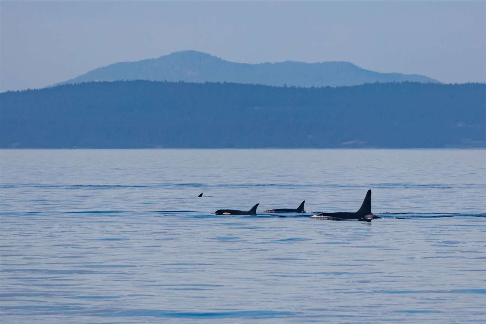 You may see orcas and other species during a boat tour. Picture: PA Photo/iStock