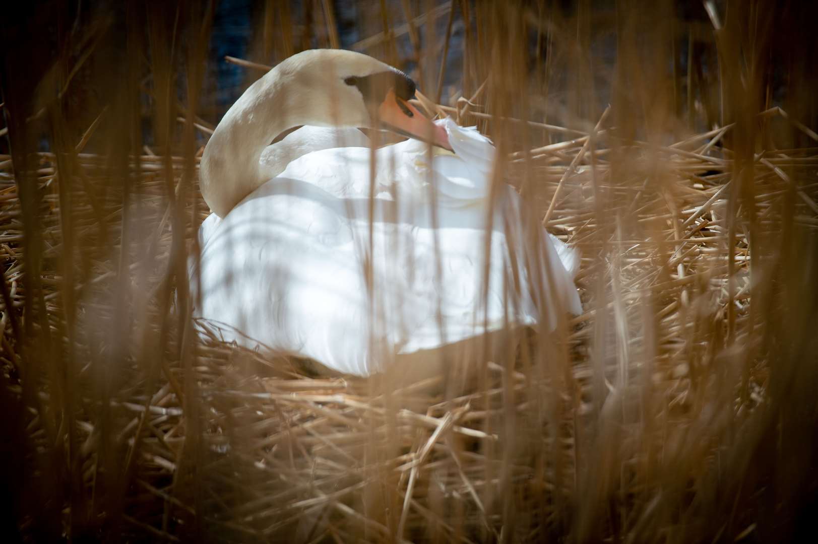 Nesting swan at UHI.
