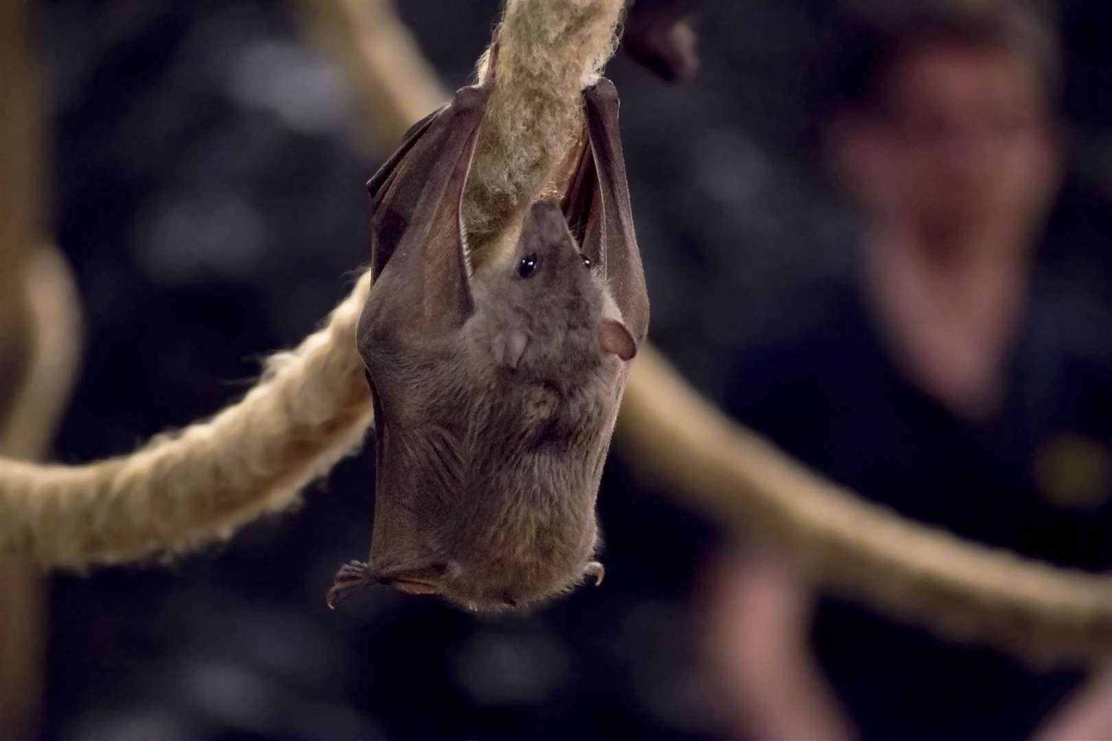 Bats can lose a lot of energy if they are disturbed from hibernation. Picture: iStock/PA