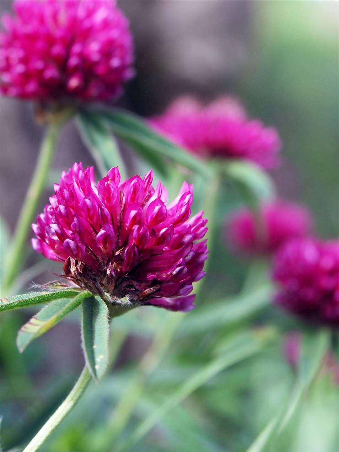 Crimson clover flowers will attract pollinators. Picture: iStock/PA