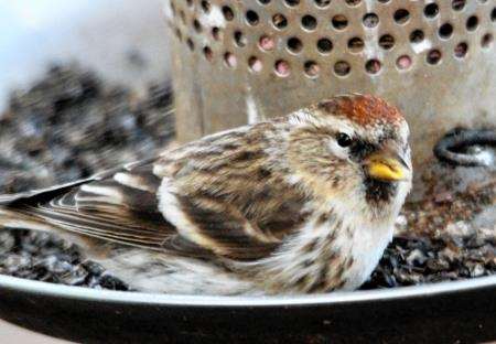 Lesser redpolls venture from the countryside on to garden feeders at this time of year..