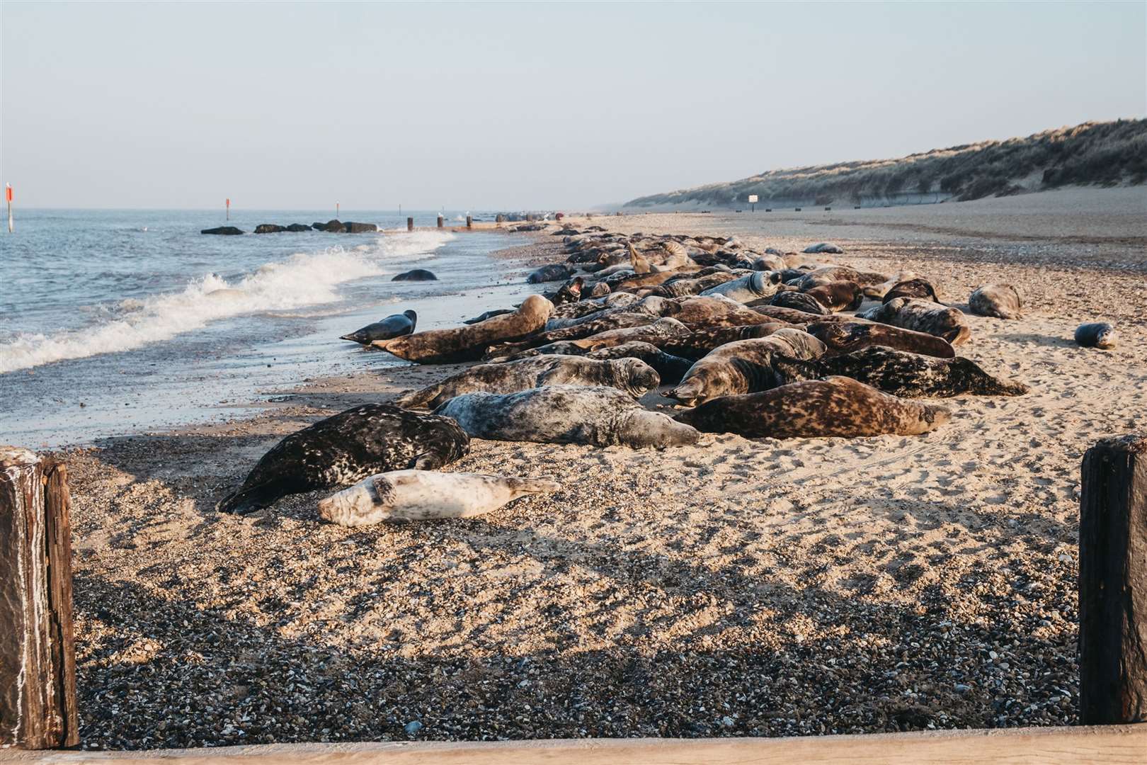 Seals at Horsey Beach in Norfolk. Picture: iStock/PA