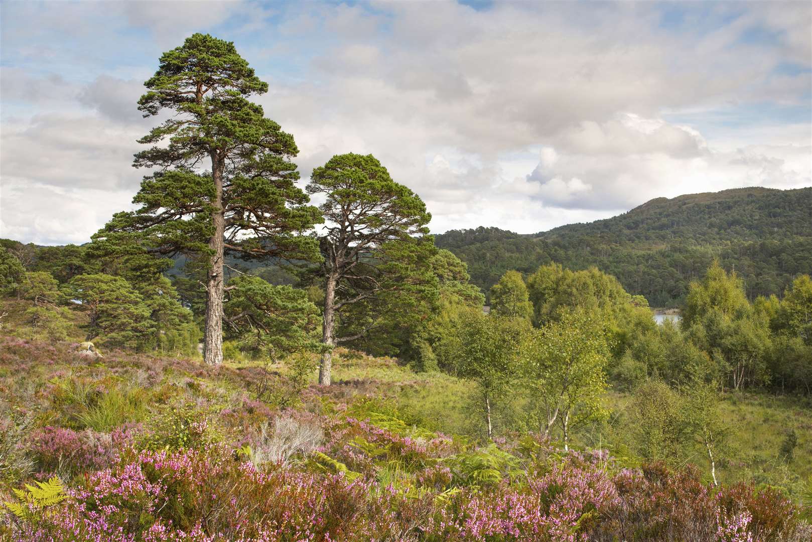 The project would rewild areas including Glen Affric (Grant Willoughby/Trees For Life/PA)