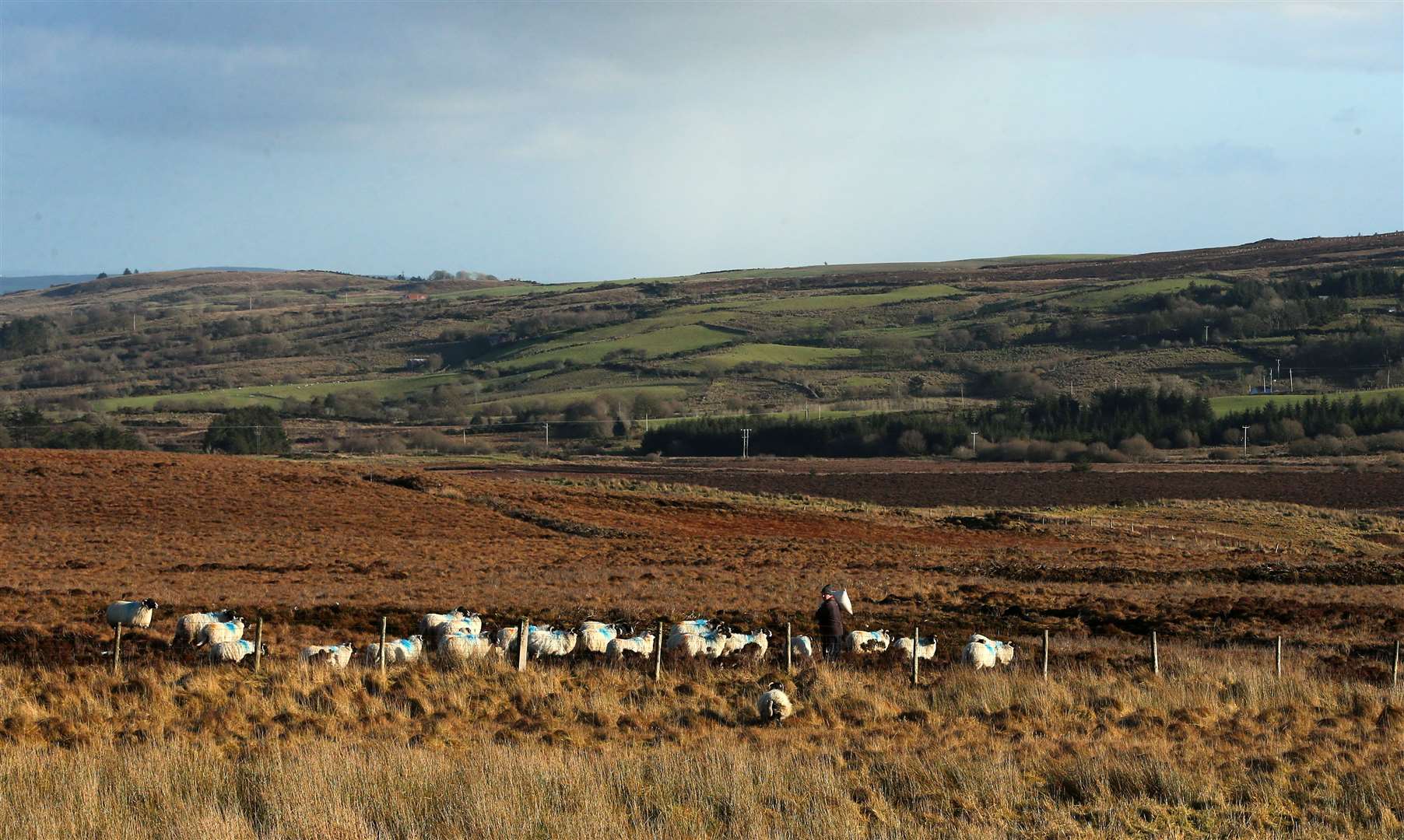 A sheep farmer feeds his flock (Niall Carson/PA)