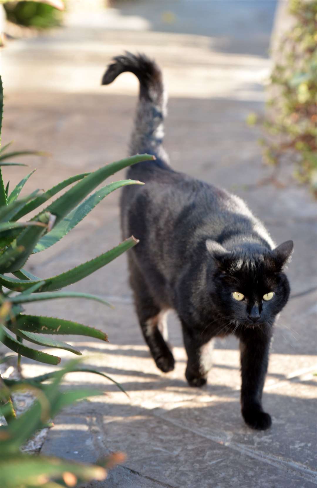 The Botanics' pawprint trail remembers cat Shadow. Picture: HNM