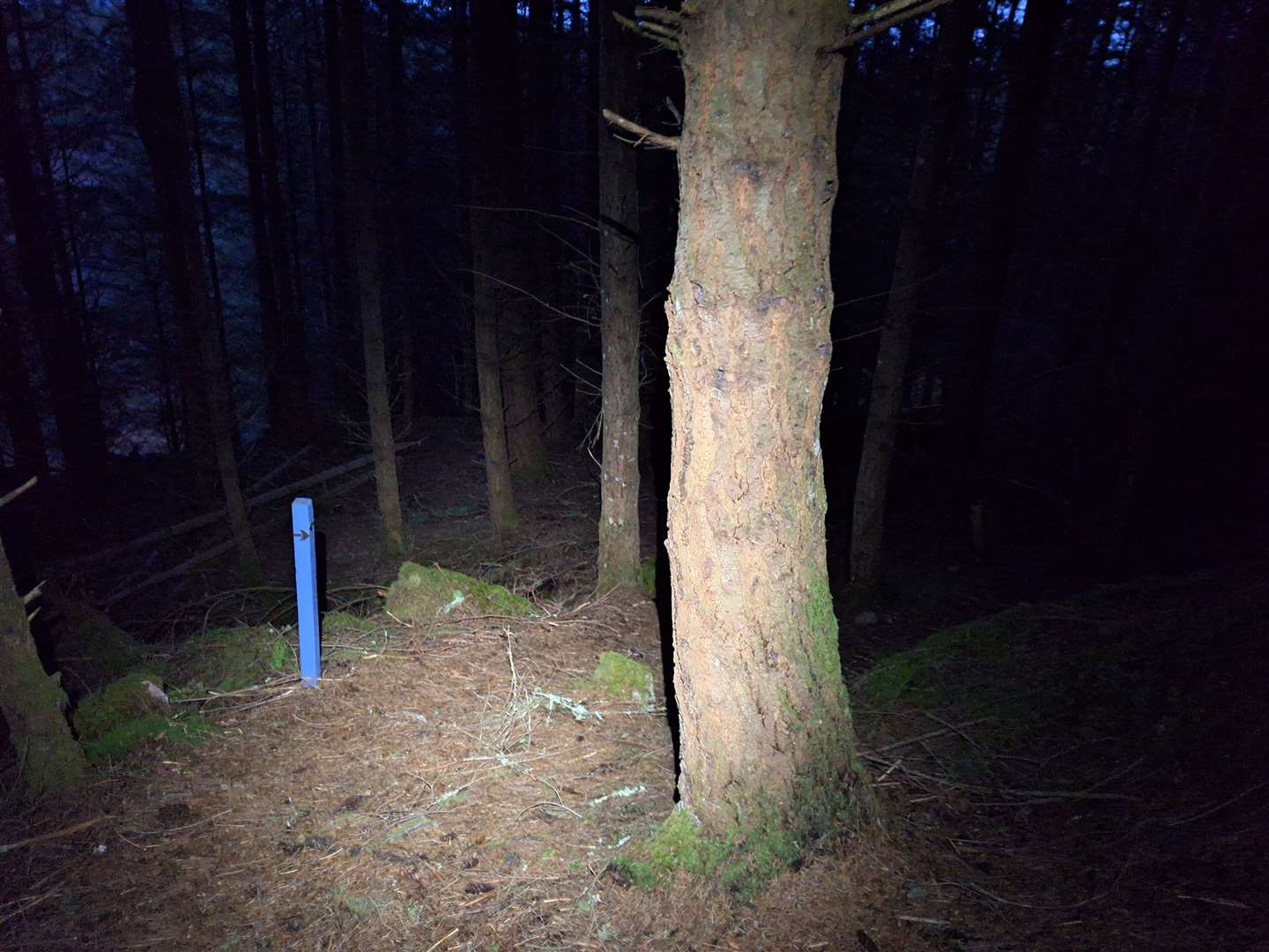 Through a dense section of forest, guided by headtorch and occasional marker posts.
