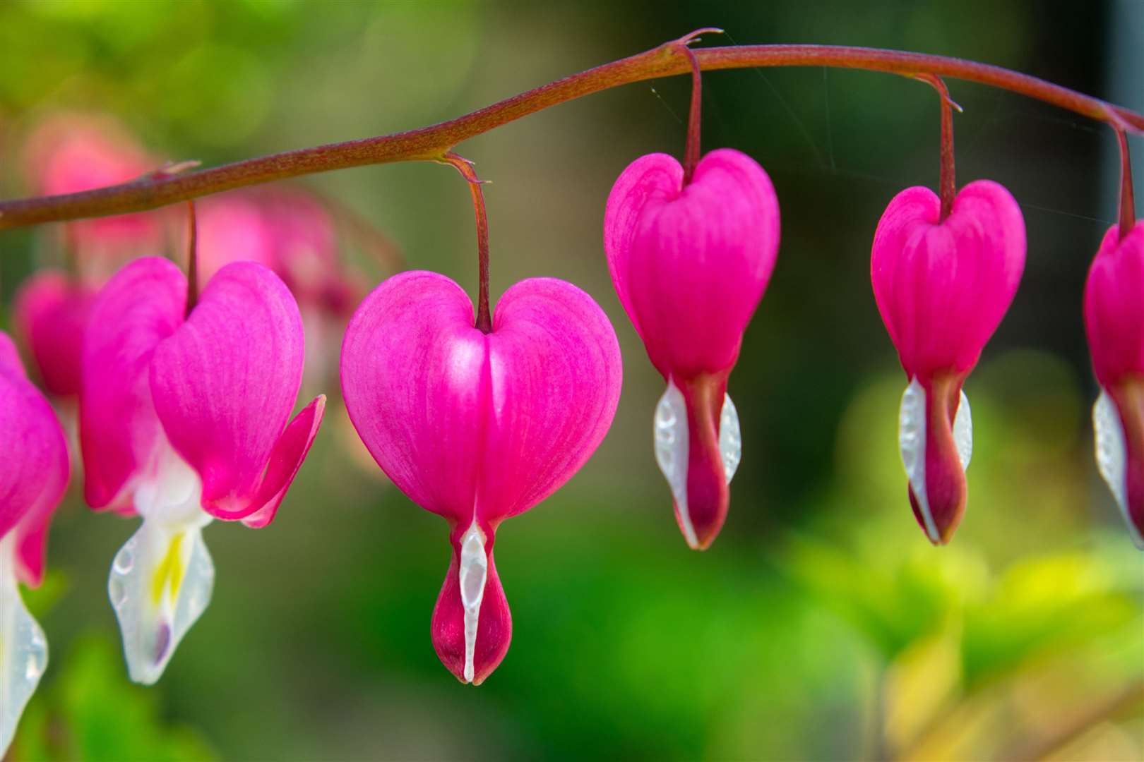 The bleeding heart (Dicentra spectabilis) stands out from the crowd. Picture: iStock/PA