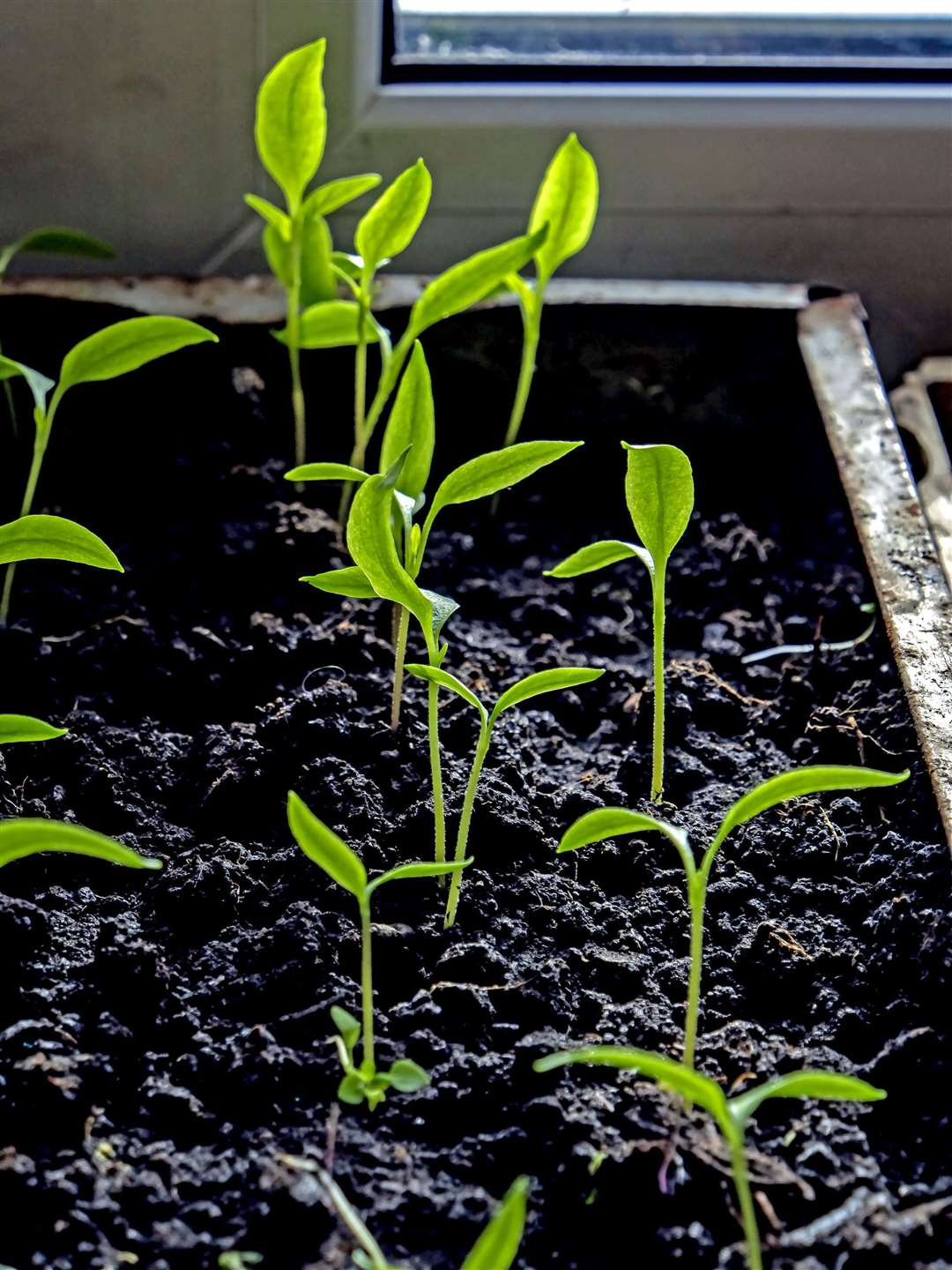 Get a feel for how much moisture is in the soil by lifting a tray of seedlings.