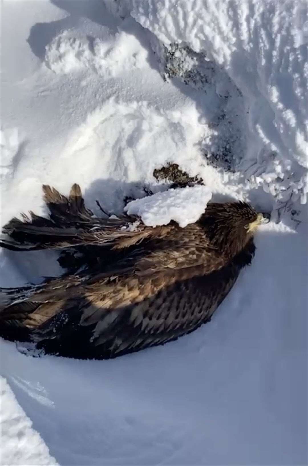 The injured eagle in the snow.