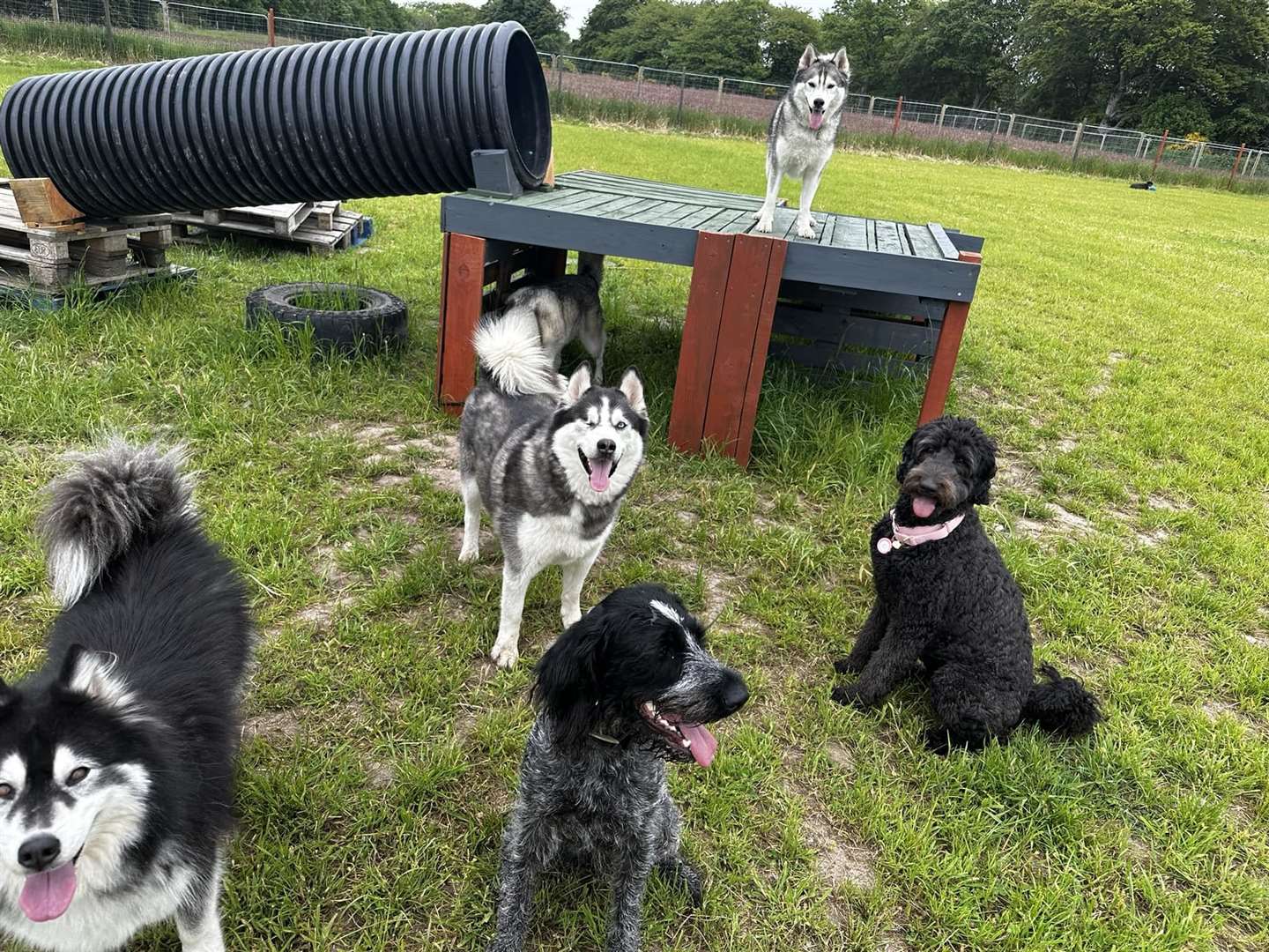 Everyone enjoying the new park. Pictures courtesy of: Paws N Play Adventure Park.