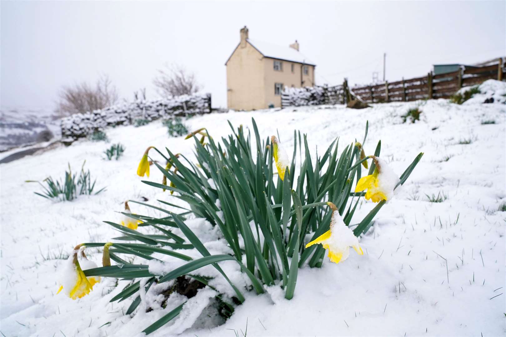 Daffodil blooms in the snow near Stanhope, in Northumberland (Owen Humphreys/PA)