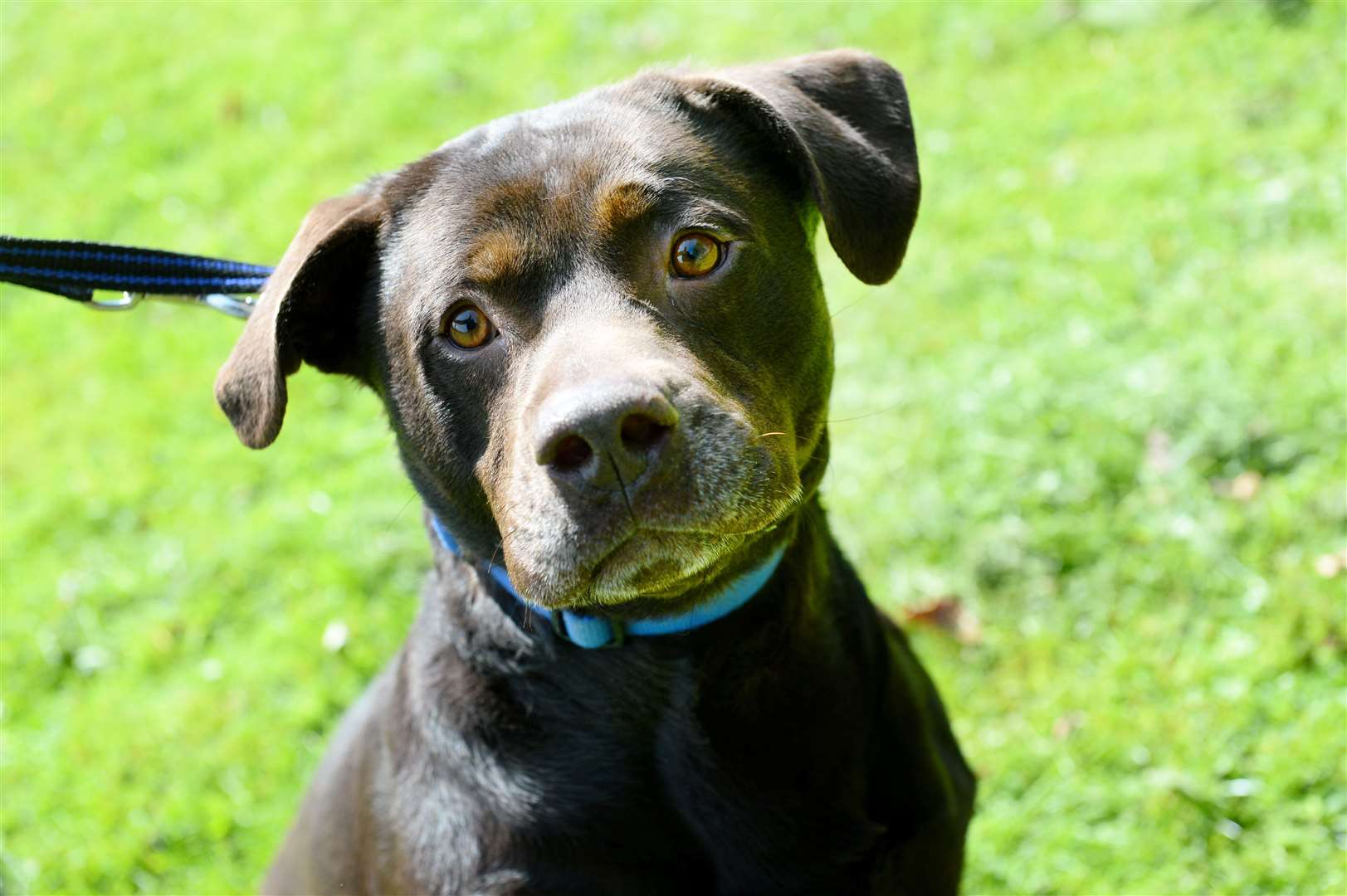 Flash still in search of his forever home after spending more than 400 ...