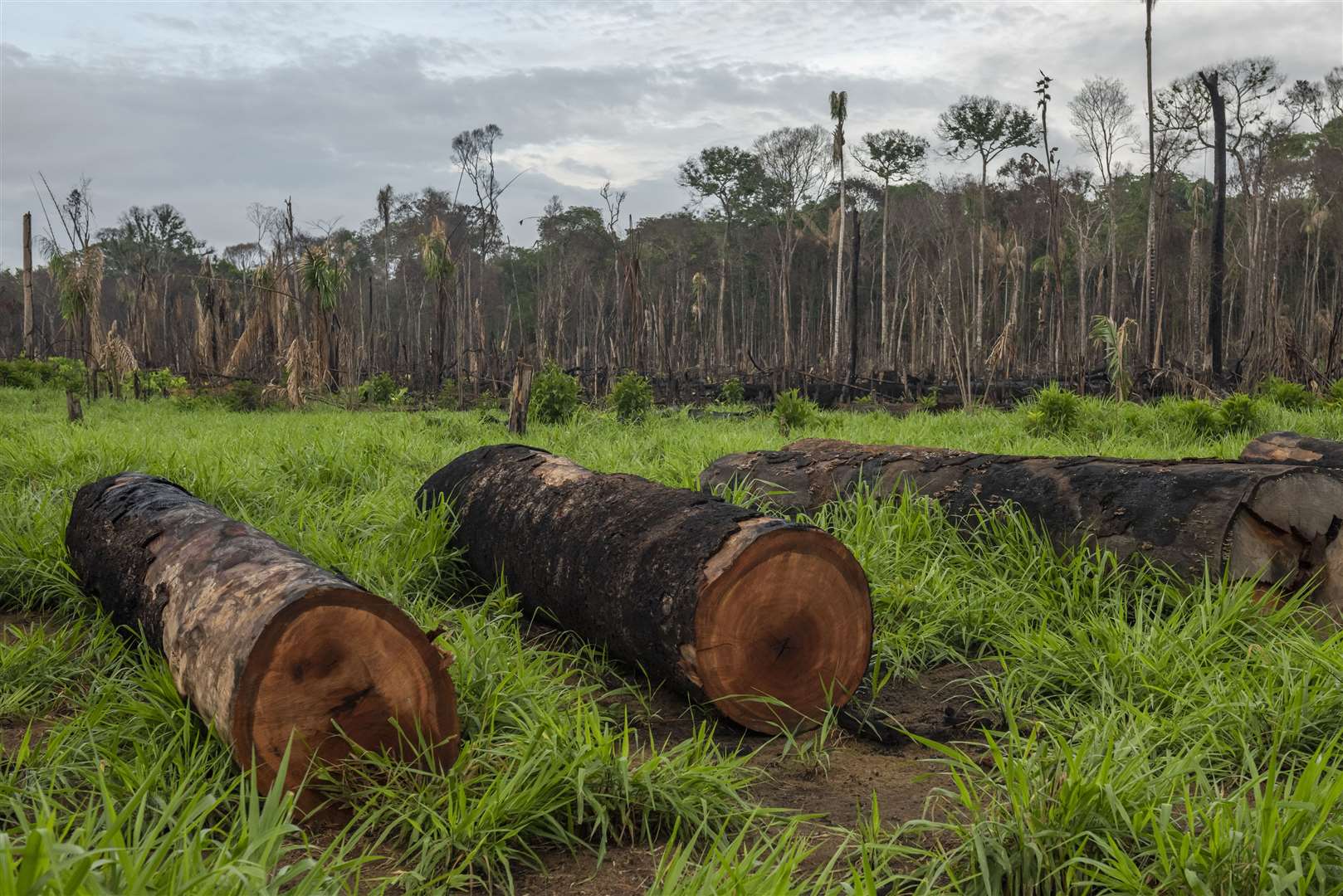 Tropical forest loss last year was 4.1 million hectares (Andre Dib/WWF)