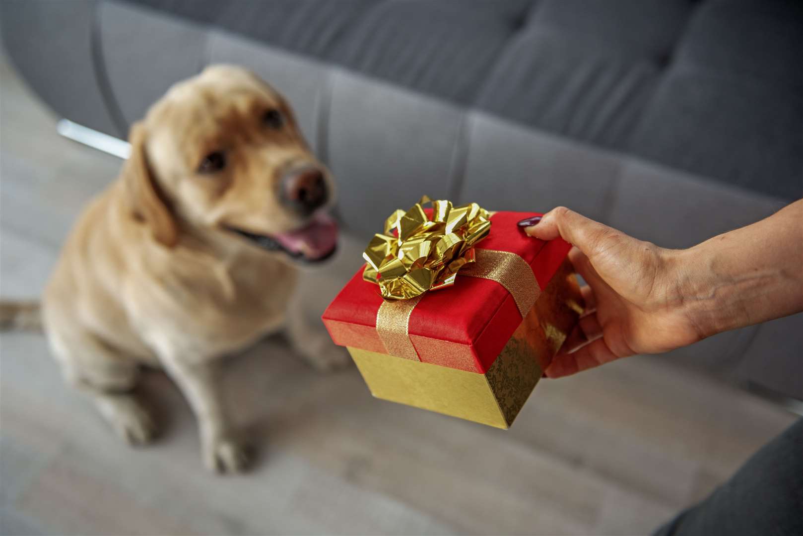 Be careful with what you give your pets to eat this festive season.