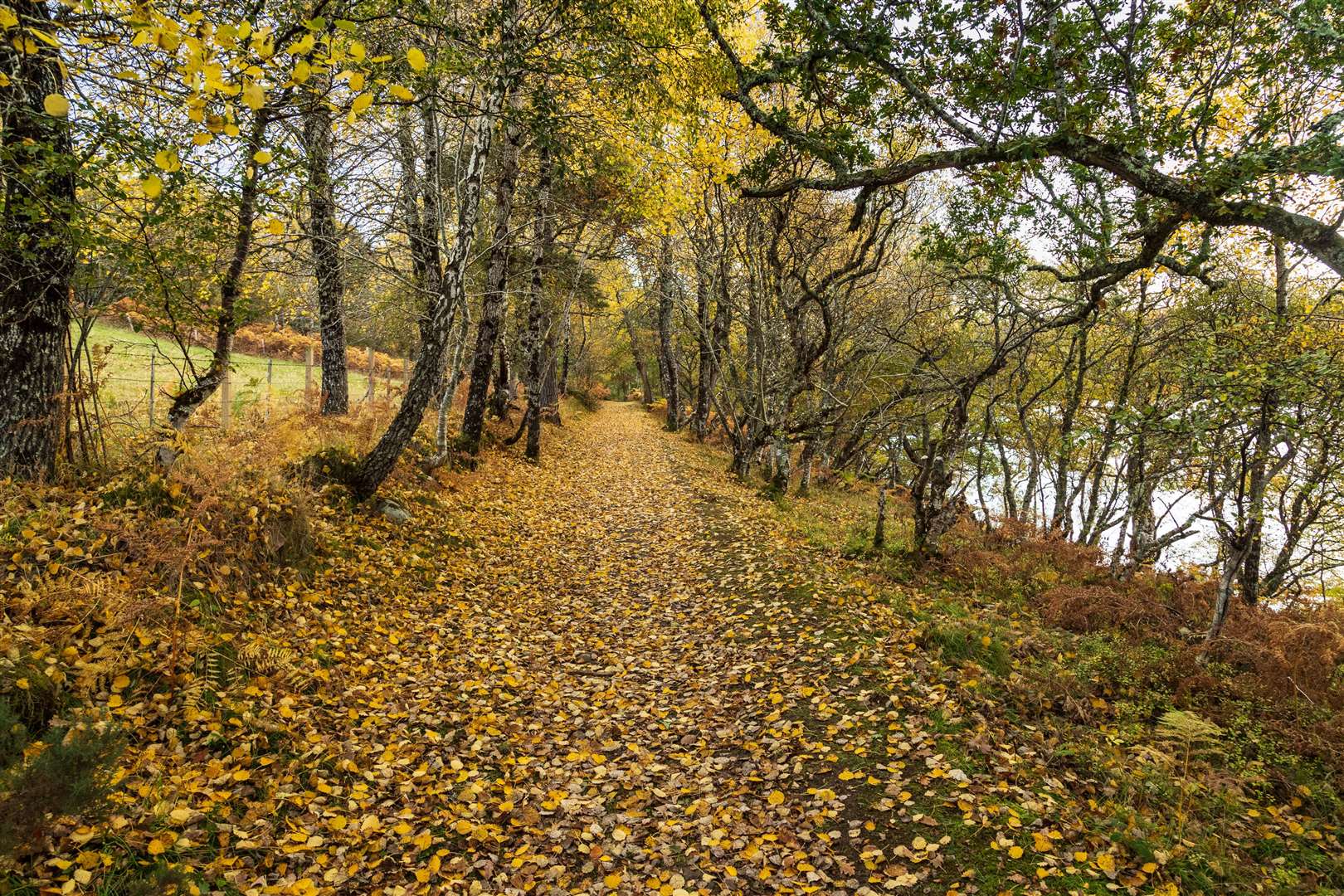 Loch Migdale Walk. Picture: Alan Belton