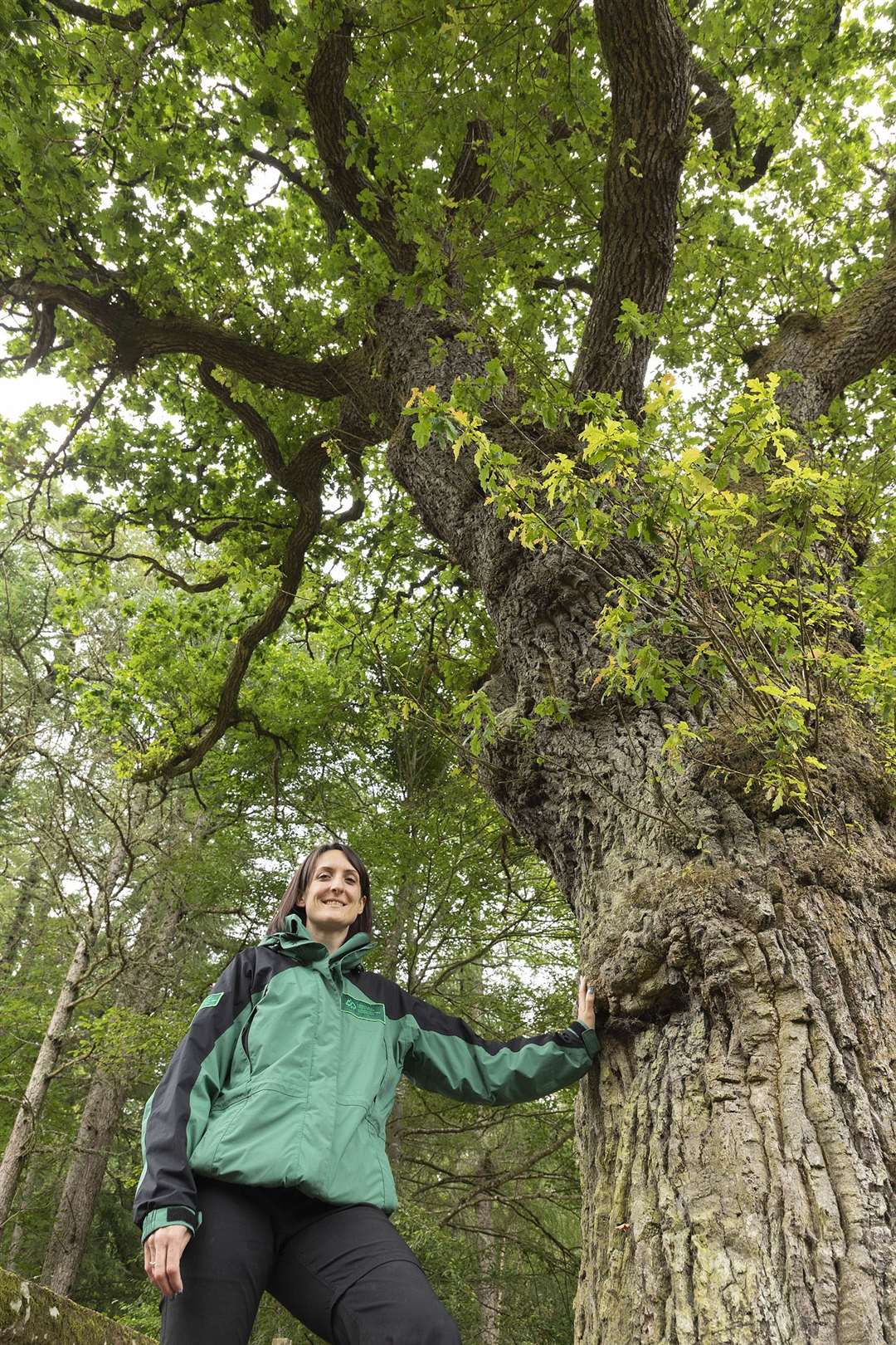 Laura McNally of Forest and Land Scotland with the Lord President's Oak. Picture: Mark Hamblin/scotlandbigpicture.com/WTML