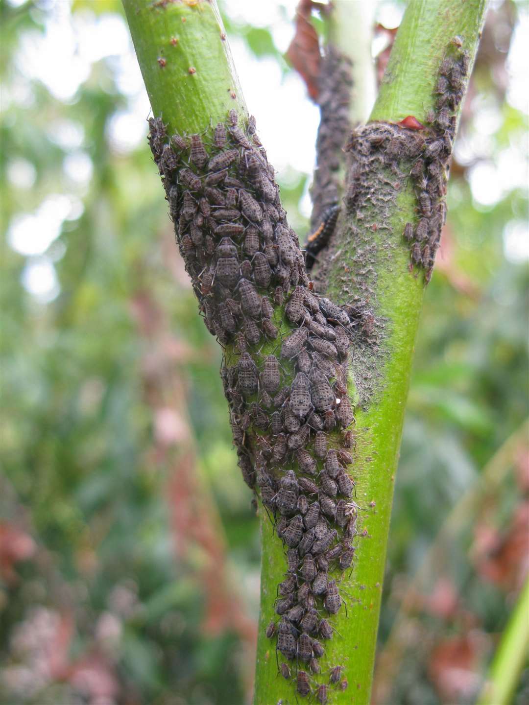 Large willow bark aphids do very little damage. Picture: Andrew Halstead/RHS/ PA
