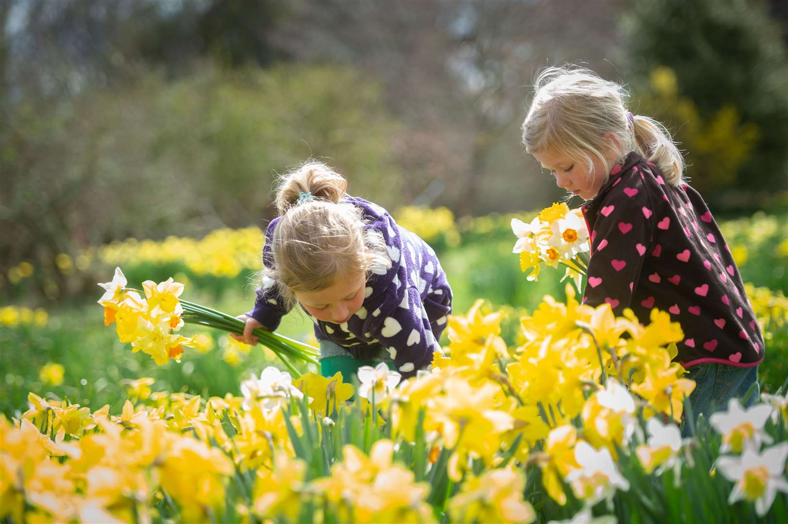 Enjoy tea, cake and daffodil picking at Foulis Castle, Evanton on April 20. Picture: Callum Mackay / SPP