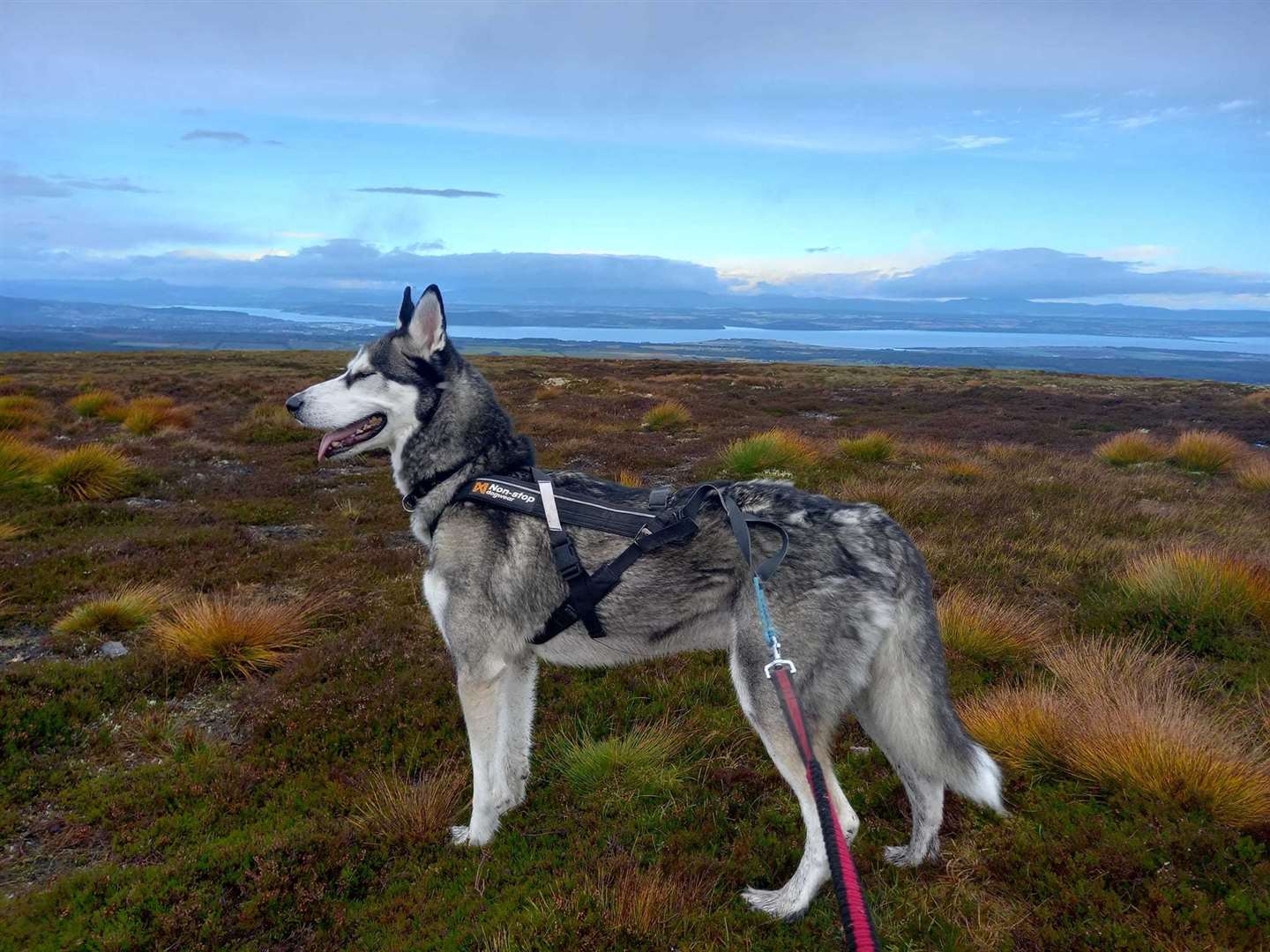 Rescue Siberian Husky Duke, out for a run with his owner Scott above Clava