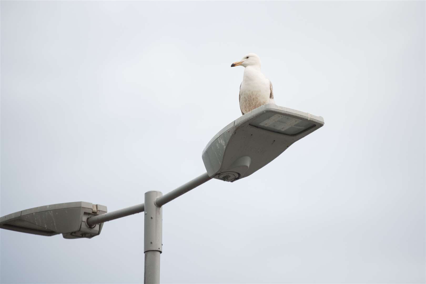 A seagull lies in wait. Picture: Daniel Forsyth.