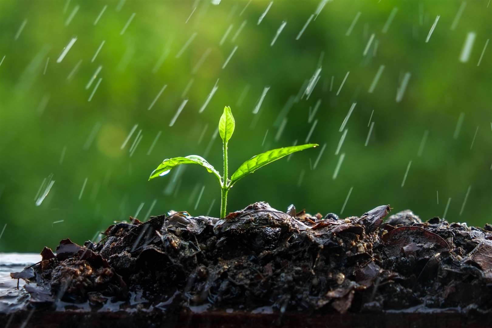 Wet conditions can affect a plant's growth. Picture: iStock/PA