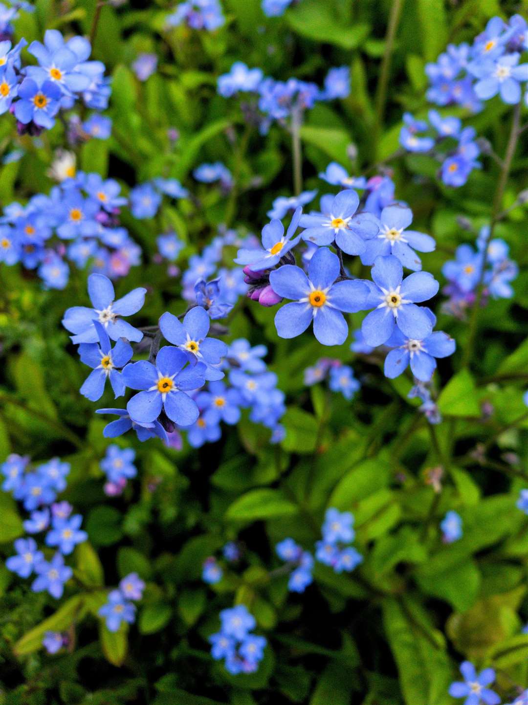 Forget-me-nots are linked to remembrance and love. Picture: iStock/PA
