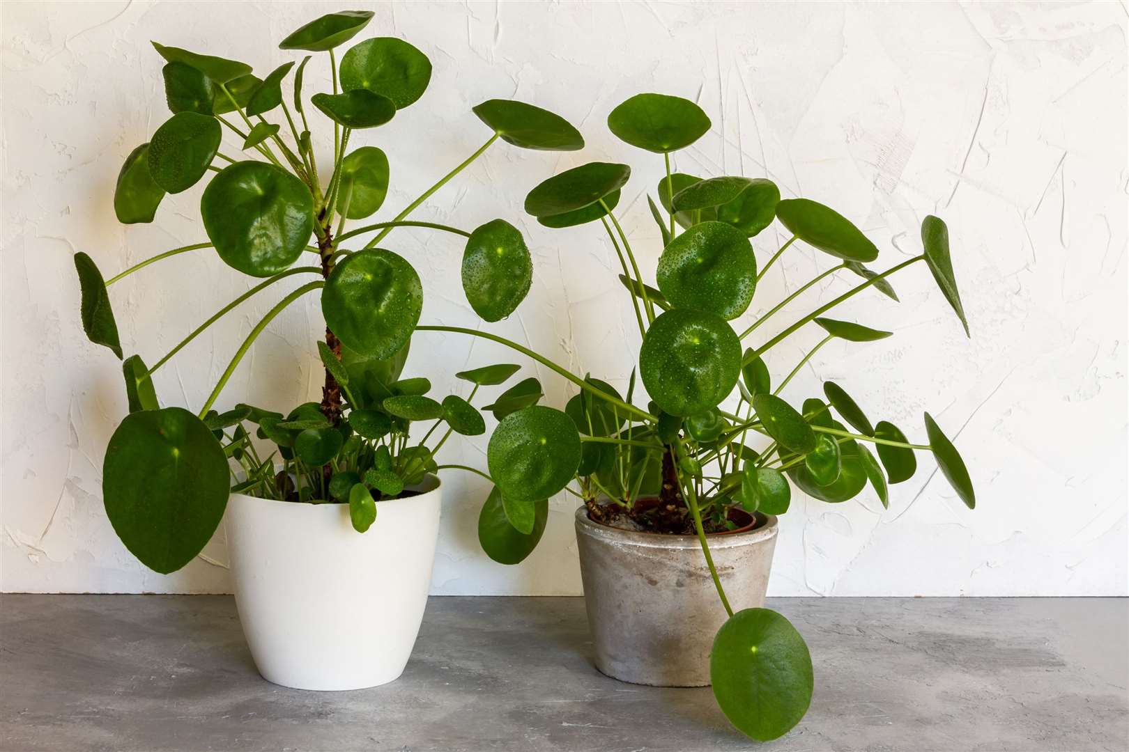 Pilea plants and their pilea 'babies' growing round the base of the main plant. Picture: iStock/PA