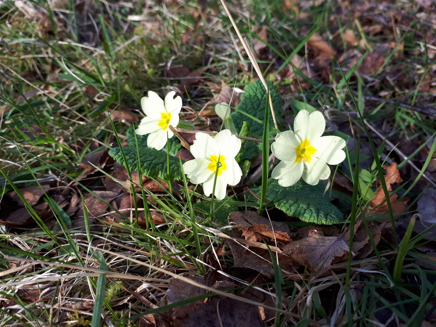 Primroses on a walk close to home during the first lockdown.